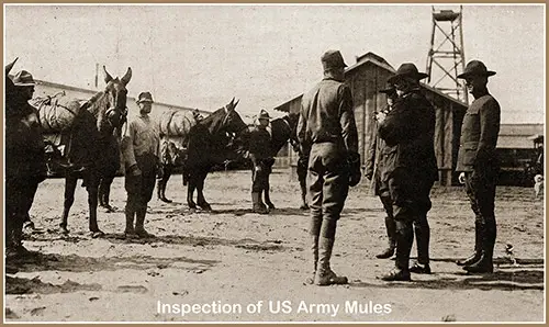 GGA Image ID # 1cef189781 General Scott, Commander of Camp Dix. Inspecting Army Mules.