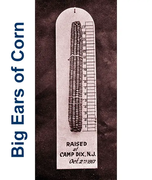 GGA Image ID # 19dae413f0 Even the Ears of Corn Grow Big in Camp Dix