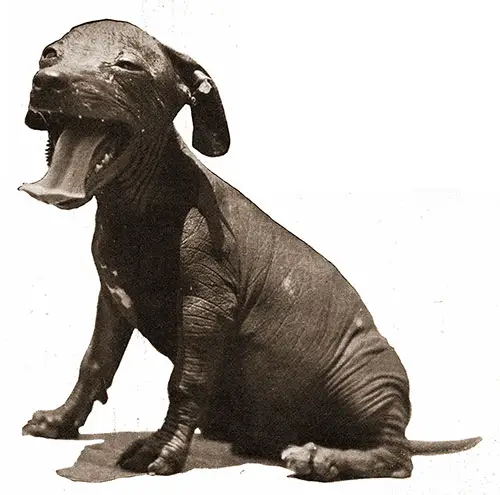 GGA Image ID # 19dac97d08 “Spick” the Mascot of Motortruck Co. 66—a Mexican Hairless