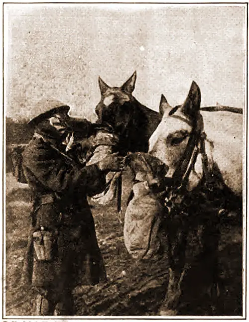 GGA Image ID # 18b582ec92 British Gas Masks for Horses and Men.