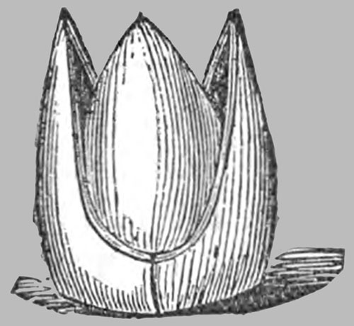 Figure 6: The Mitre