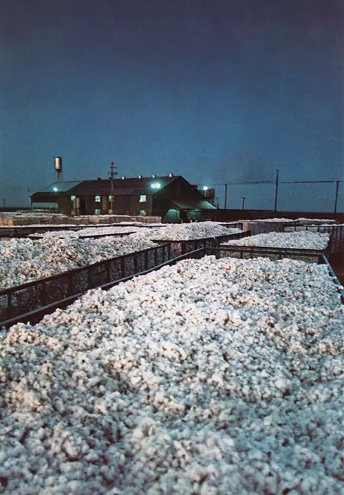 Producers Cotton Oil Processing Plant. Producers processed one of every twenty-eight bales of cotton grown in the United States.