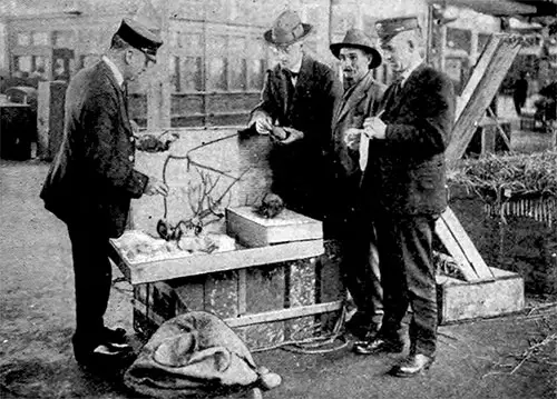 Inspection of the Immigrant's Luggage at Ellis Island.