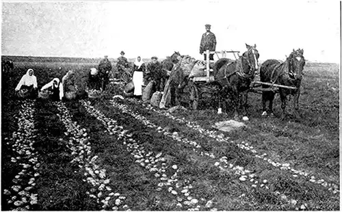 Galician Women Picking Potatoes on a Western Prairie.