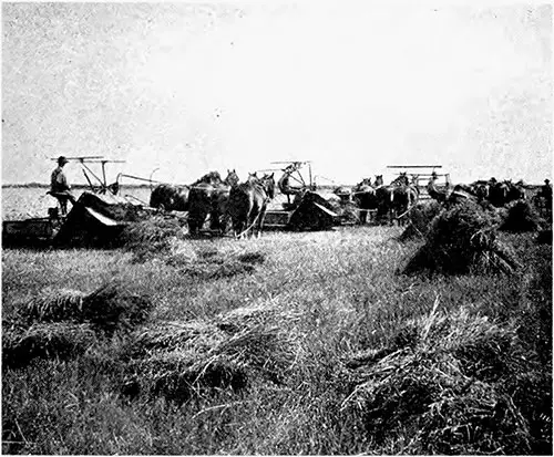 The Wealth of the Western Prairies of Canada Where Immigrants Are Gathering the Harvest.