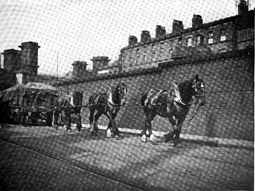 Three-Horse Tandem Hitch Hauling a Loaded Freight Car Around the Liverpool Docks.