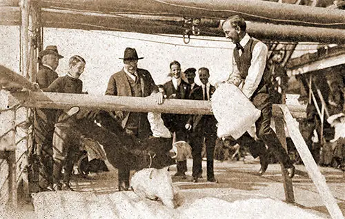 Ex-President Roosevelt Umpires a Pillow Fight at Sea.