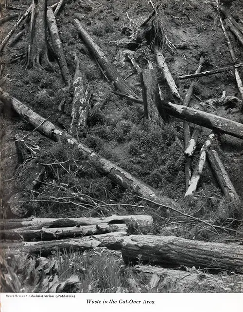 Fallen Trees Lay Waste in the Cut-Over Area.