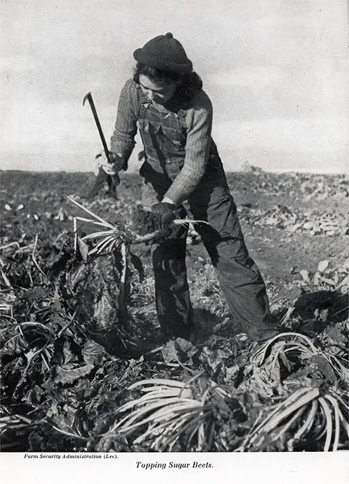 Young Female Youth Seen Topping Sugar Beets.