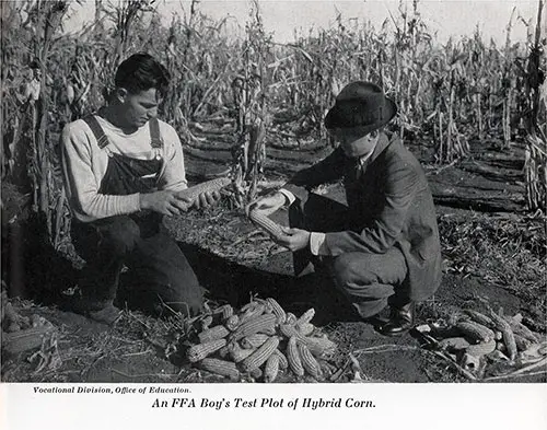 A Future Farmers of America Boy's Test Plot of Hybrid Corn. A FFA Advisor Discusses the Corn Crop with the Youth.