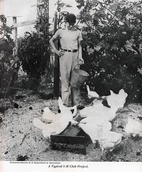 A Typical 4-H Club Project -- A Youth Feeds the Chickens.