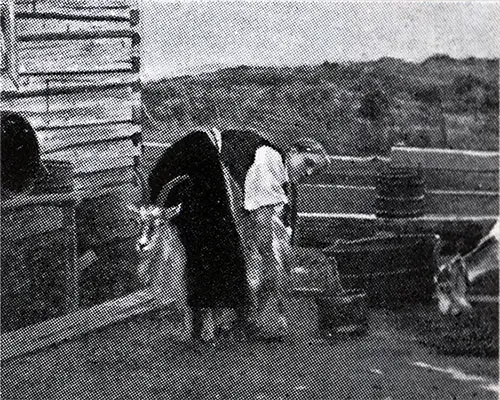 Milking the Goat.