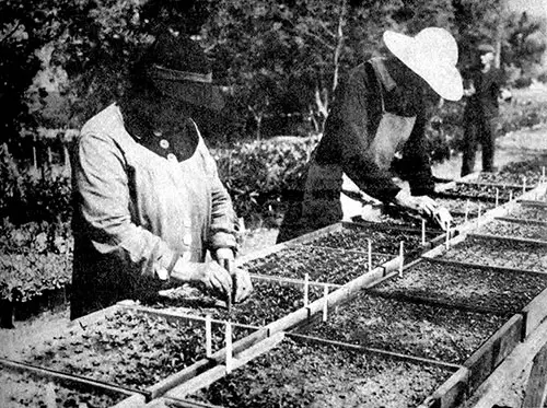 WPA Plant Propagation Projects