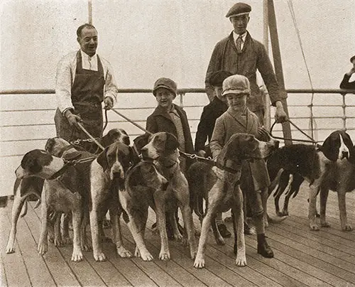 Hound Dogs on the Deck of the Aquitania to Join an American Hunt in an Unfamiliar Setting.
